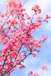 Nihon (05)