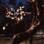 Nihon (12)