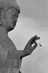 بودا